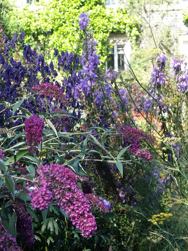 20100813s bloemen in alle kleuren.JPG